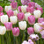 Tulip Companion Collection