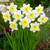 Narcissus English Grown Collection