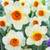 Narcissus English Grown Collection
