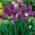 Tulip Shirley Embrace Collection