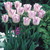 Tulip Shirley Embrace Collection