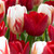Tulip Holland Carnival Collection