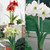 Amaryllis Unusual Collection
