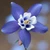 Aquilegia Star Series Collection 5cm