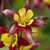 Aquilegia Star Series Collection 5cm