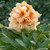 Rhododendron Collection A