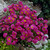 Erigeron Collection