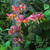 Honeysuckle Fragrant Collection