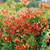Shop Honeysuckle Fragrant Collection J Parker #39 s Shop Honeysuckle Fragrant Collection J Parker #39 s