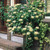 Honeysuckle Fragrant Collection