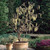 Corylus Collection