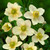 Anemone multifida Collection