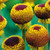 Helenium Collection (Loose Roots)