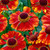 Helenium Collection (Loose Roots)