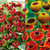 Helenium Collection (Loose Roots)