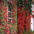 Parthenocissus (Creeper-Ivy) Collection