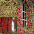 Parthenocissus (Creeper-Ivy) Collection