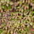 Parthenocissus (Creeper-Ivy) Collection