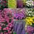 Alpine Perennial Collection