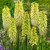 Kniphofia Collection – Red hot pokers