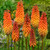 Kniphofia Collection – Red hot pokers