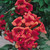 Campsis Collection