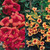 Campsis Collection