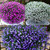 Lobelia California Collection (Pack 6/Pack 18)