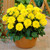 Dahlia Gallery Collection