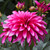 Dahlia Gallery Collection
