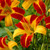 Hemerocallis Collection
