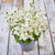 Diascia Divara Collection