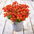 Diascia Divara Collection