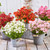 Diascia Divara Collection