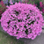 Diascia Divara Collection