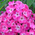 Phlox paniculata Collection