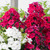 Phlox paniculata Collection
