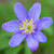 Anemone Nemorosa Collection