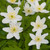 Anemone Nemorosa Collection