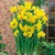 40 Narcissus Indoor Collection