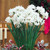 40 Narcissus Indoor Collection