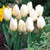 50 Tulip Fosteriana Collection
