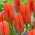 Tulip Fosteriana Collection