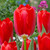 Tulip Fosteriana Collection