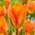 Tulip Fosteriana Collection