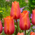 Tulip Single Late Collection