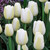 Tulip Single Late Collection