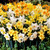 100 Daffodil Mixtures Collection