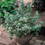 Euonymus Evergreen Collection