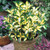 Euonymus Evergreen Collection